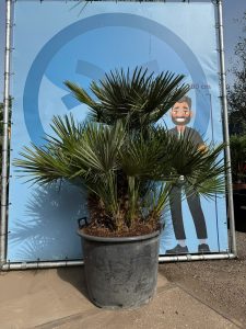 Palme – Chamaerops humilis, mehrstämmig