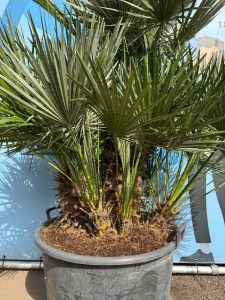 Palme – Chamaerops humilis, mehrstämmig