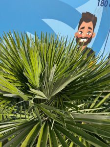 Palme – Chamaerops humilis, mehrstämmig
