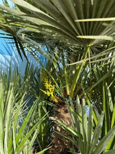 Palme – Chamaerops humilis, mehrstämmig