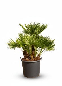 Palme – Chamaerops humilis, mehrstämmig