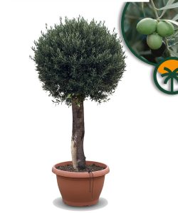 Olivenbaum - Olea Europaea - in Kugelform - 40 Jahre alter Baum im Dekotopf