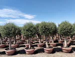 Olivenbaum - Olea Europaea - in Kugelform - 40 Jahre alter Baum im Dekotopf