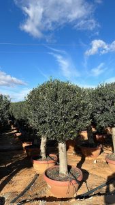 Olivenbaum - Olea Europaea - in Kugelform - 40 Jahre alter Baum im Dekotopf