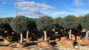 Olivenbaum - Olea Europaea - in Kugelform - 40 Jahre alter Baum im Dekotopf