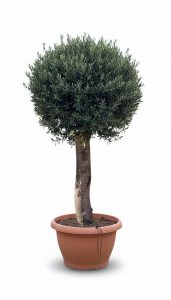 Olivenbaum - Olea Europaea - in Kugelform - 40 Jahre alter Baum im Dekotopf