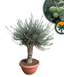 Olivenbaum - Verzweigte Olea Europaea - 40 Jahre alter Baum im Dekotopf