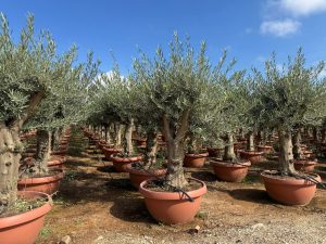 Olivenbaum - Verzweigte Olea Europaea - 40 Jahre alter Baum im Dekotopf