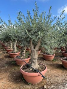 Olivenbaum - Verzweigte Olea Europaea - 40 Jahre alter Baum im Dekotopf