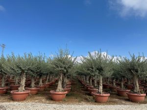 Olivenbaum - Verzweigte Olea Europaea - 40 Jahre alter Baum im Dekotopf