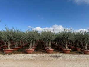 Olivenbaum - Verzweigte Olea Europaea - 40 Jahre alter Baum im Dekotopf