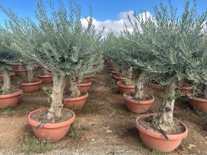 Olivenbaum - Verzweigte Olea Europaea - 40 Jahre alter Baum im Dekotopf