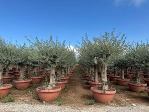 Olivenbaum - Verzweigte Olea Europaea - 40 Jahre alter Baum im Dekotopf