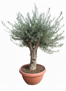 Olivenbaum - Verzweigte Olea Europaea - 40 Jahre alter Baum im Dekotopf