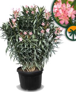 Rosa Oleander – Höhe 220–240 cm