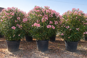 Rosa Oleander – Höhe 220–240 cm