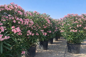 Rosa Oleander – Höhe 220–240 cm