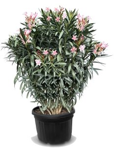 Rosa Oleander – Höhe 220–240 cm