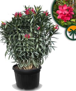 Roter Oleander – Höhe 220–240 cm