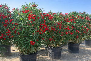 Roter Oleander – Höhe 220–240 cm
