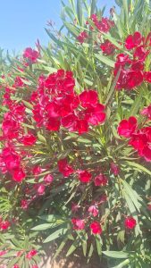 Roter Oleander – Höhe 220–240 cm