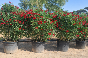 Roter Oleander – Höhe 220–240 cm