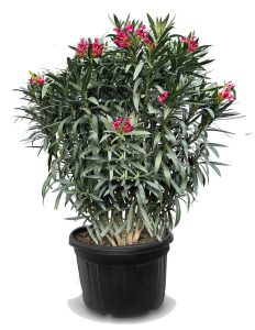 Roter Oleander – Höhe 220–240 cm