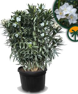 Weißer Oleander – Höhe 220–240 cm