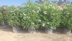 Weißer Oleander – Höhe 220–240 cm