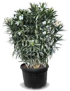 Weißer Oleander – Höhe 220–240 cm
