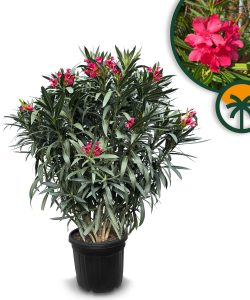 Roter Oleander – Höhe 140/160 cm