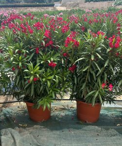 Roter Oleander – Höhe 140/160 cm