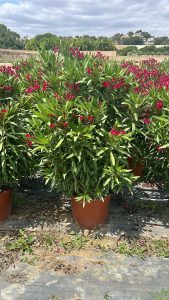 Roter Oleander – Höhe 140/160 cm