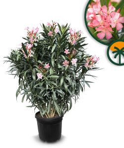 Rosa Oleander – Höhe 140/160 cm