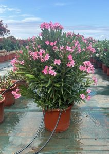 Rosa Oleander – Höhe 140/160 cm