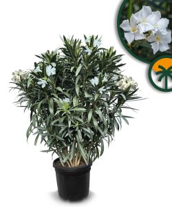 Weißer Oleander – Höhe 140/160 cm
