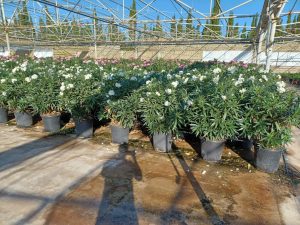 Weißer Oleander – Höhe 140/160 cm