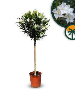 Weißer Oleander als Stammbaum – Höhe 140/160 cm