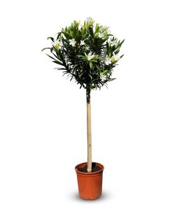 Weißer Oleander als Stammbaum – Höhe 140/160 cm