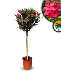 Roter Oleander am Stamm – Höhe 140/160 cm