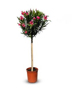 Roter Oleander am Stamm – Höhe 140/160 cm