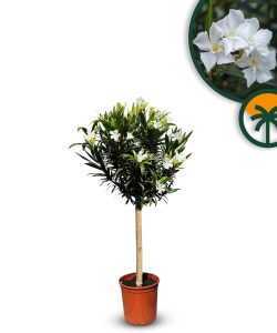 Weißer Oleander am Stamm – Höhe 100/120 cm
