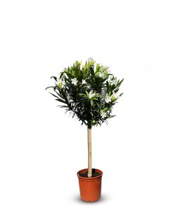 Weißer Oleander am Stamm – Höhe 100/120 cm