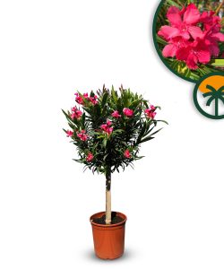 Roter Oleander als Stammbaum – Höhe 100/120 cm