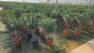 Roter Oleander als Stammbaum – Höhe 100/120 cm