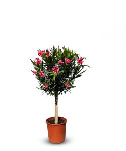 Roter Oleander als Stammbaum – Höhe 100/120 cm