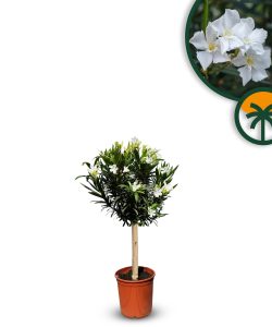 Weißer Oleander als Stammpflanze – Höhe 90/110 cm