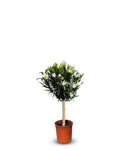 Weißer Oleander als Stammpflanze – Höhe 90/110 cm