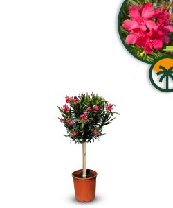 Roter Oleander am Stamm – Höhe 90/110 cm