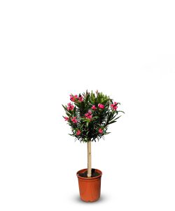 Roter Oleander am Stamm – Höhe 90/110 cm
